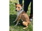 Adopt Swampus a Brown/Chocolate Mixed Breed (Small) / Mixed Breed (Medium) /