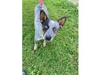 Adopt Ruger a Australian Cattle Dog / Mixed dog in Neillsville, WI (41014228)