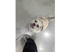 Adopt Cooper a Gray/Blue/Silver/Salt & Pepper Shih Tzu / Pug / Mixed dog in