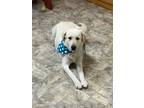 Adopt Hallie a White Great Pyrenees / Mixed dog in Pilot Point, TX (41083052)