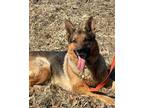 Adopt Cobra a Black German Shepherd Dog / Mixed Breed (Medium) / Mixed (short