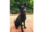 Adopt Farrah a Black Husky / Australian Kelpie / Mixed dog in Houston