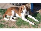 Adopt Bently a Red/Golden/Orange/Chestnut - with White Foxhound / Treeing Walker