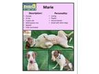 Adopt Marie a White - with Brown or Chocolate Weimaraner / Mixed dog in San