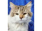 Adopt Jason a Gray, Blue or Silver Tabby Domestic Mediumhair / Mixed (medium