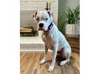 Adopt Goose a White Boxer / Mixed dog in Westminster, MD (40691856)