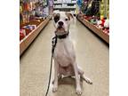 Adopt Morty a White Boxer / Mixed dog in Westminster, MD (40691849)