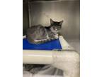 Adopt Isla a Gray or Blue Domestic Shorthair / Mixed Breed (Medium) / Mixed