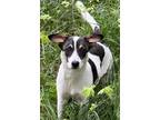 Adopt Maybelline a Brindle - with White Rat Terrier / Jack Russell Terrier /