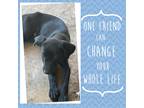 Adopt Franco a Black German Shorthaired Pointer / Labrador Retriever / Mixed dog