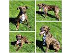 Adopt Declan a Brindle - with White Plott Hound / Carolina Dog / Mixed dog in