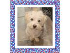 Adopt Pending!! Bumper - IL a White Bichon Frise / Mixed dog in Tulsa