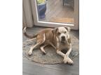 Adopt Comet a White - with Brown or Chocolate Staffordshire Bull Terrier / Mixed