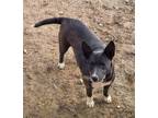 Adopt Nalah a Black - with White Australian Cattle Dog / Border Collie / Mixed