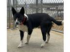 Adopt Mitch a Black - with White Border Collie / Australian Cattle Dog / Mixed