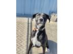 Adopt Scout a Black Mixed Breed (Small) / Mixed Breed (Medium) / Mixed (short