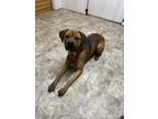Adopt Beefcake a Brown/Chocolate Boxer / Mixed dog in Pilot Point, TX (40911431)
