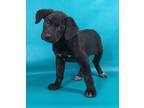 Adopt Violet a Black Doberman Pinscher / Mixed Breed (Medium) / Mixed (short