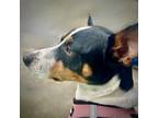 Adopt Poppy (TX) a Tricolor (Tan/Brown & Black & White) Rat Terrier / Mixed dog