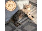 Adopt Eli a Spotted Tabby/Leopard Spotted Bengal / Mixed (short coat) cat in