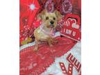Adopt Puff a Black Border Terrier / Mixed Breed (Medium) / Mixed (short coat)
