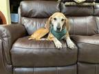 Adopt Vivian 24-D0136 a Brown/Chocolate Treeing Walker Coonhound / Mixed Breed