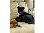 Adopt Sophie a Black American Pit Bull Terrier dog in Ola, AR (40528761)