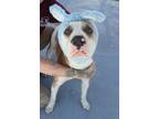Adopt DRAKAR a Tan/Yellow/Fawn Mixed Breed (Small) / Mixed Breed (Medium) /