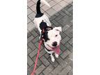 Adopt Ethel a Black American Pit Bull Terrier / Mixed Breed (Medium) / Mixed