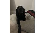 Adopt Bear a Black Labrador Retriever / German Shepherd Dog / Mixed dog in