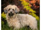 Adopt Regina a Brown/Chocolate - with Black Havanese / Poodle (Miniature) /