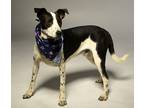 Adopt Abner - Sponsored a White - with Black Border Collie / Hound (Unknown
