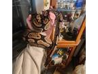 Adopt Pele a Snake reptile, amphibian, and/or fish in Cincinnati, OH (41060374)