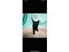 Adopt Onyx a All Black Bombay (short coat) cat in Manteca, CA (40690635)