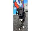 Adopt Coal a Brown/Chocolate - with White Labrador Retriever / Mixed dog in