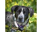 Adopt Toby a Spaniel (Unknown Type) / Pointer / Mixed dog in Vallejo