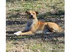 Adopt Freddie a Red/Golden/Orange/Chestnut - with White Mountain Cur / Labrador