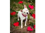 Adopt Tilly a American Pit Bull Terrier / Mixed Breed (Medium) / Mixed dog in