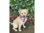 Adopt Champ a Tan/Yellow/Fawn Border Terrier / Terrier (Unknown Type