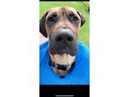 Adopt Adonis a Tan/Yellow/Fawn Great Dane / Mixed dog in Westville