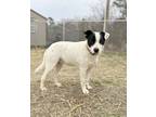 Adopt Holly a White - with Black Australian Cattle Dog / Blue Heeler / Mixed dog