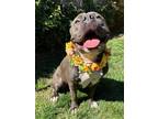 Adopt Taylor a Gray/Blue/Silver/Salt & Pepper American Staffordshire Terrier /