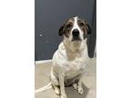 Adopt Lacy a White - with Brown or Chocolate Australian Cattle Dog / Mixed dog