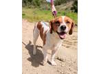 Adopt Polly a White - with Tan, Yellow or Fawn Jack Russell Terrier / Rat