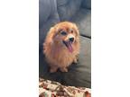 Adopt Benny a Tan/Yellow/Fawn Pomeranian / Mixed dog in Sacramento