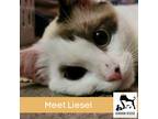 Adopt Liesel a White (Mostly) Siamese (medium coat) cat in Luling, TX (41079892)