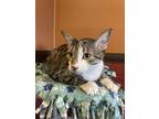 Adopt Bryn a Brown Tabby Domestic Shorthair / Mixed Breed (Medium) / Mixed