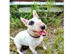 Adopt Cammie a White Bull Terrier / Mixed dog in Fort Worth, TX (41079848)