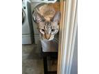 Adopt Barrett a Cream or Ivory (Mostly) Siamese (short coat) cat in Yuba City