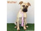 Adopt Walter a Tan/Yellow/Fawn - with Black Black Mouth Cur / Boxer / Mixed dog